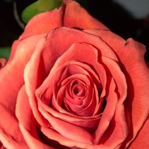 Meet your Posher, Gina